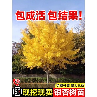 �y�Ә��玧���ϱ������԰׹��������~�L������Ͳ��w�G���е���