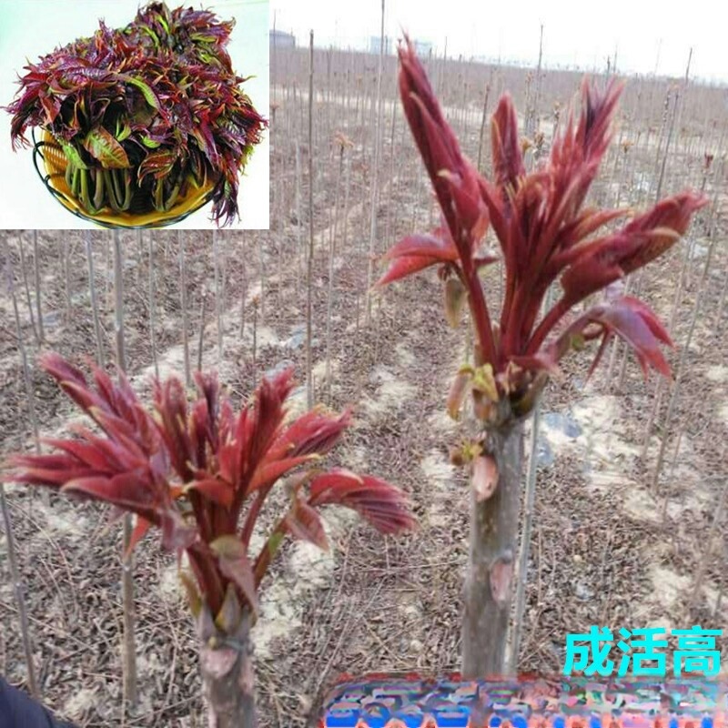 Wholesale Base Red Oil Toon Seedlings Toon Tree Seedlings Potted Courtyard Edible Toon Saplings North and South Planting Seedlings Wholesale Base Red Oil Toon Seedlings Toon Tree Seedlings Potted Courtyard Edible Toon Saplings North and South Planting Seedlings