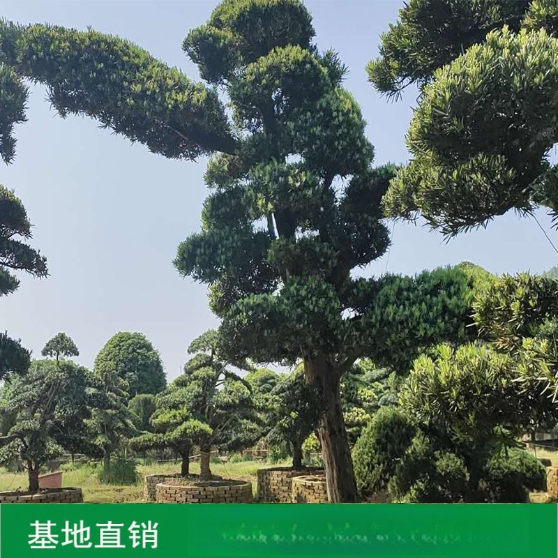 批发造型罗汉松园林工程绿化精品庭院树规格齐全湖南苗木基地直销