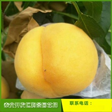 ɽ�|�S�����Ҙ��������Ʒ�Nһ̖����Ʒ�N������Ѯ������Sɫ�S�a