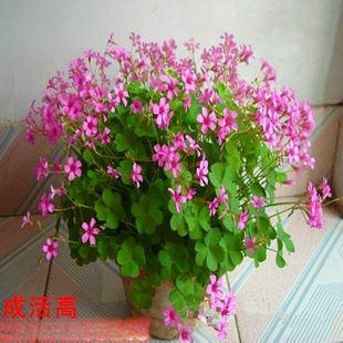 ���l�t�����u����t��ɫ���~�m�{�����~���\��ҹ��÷����С��ͥԺ