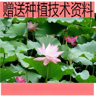 ˯ɏ���K �^�p���� ˮ��ֲ�� ��ɏ���K �ɫƷ�N�Rȫ ɏ��