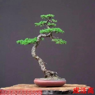 ���l�Aɽ����ɴ����Ɍm�uǧ��������ɺ��������辰�Gֲ�辰С��