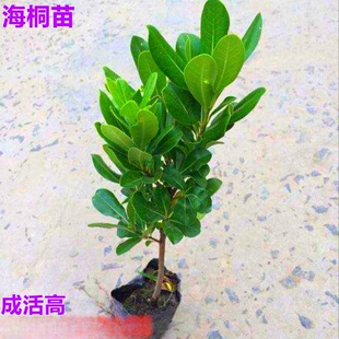 ��ͩ���纣ͩС�����ļ�������ζ��������x�Gֲ������G�h�ʇ���
