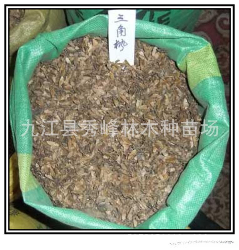 三角枫种子