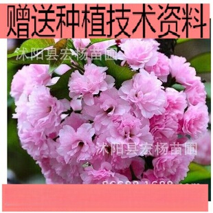 �ձ��ѻ�С�� �����ѻ�С�� ���С�� �tɫ�ذ껨�ѻ�С��