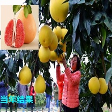 批发红心蜜柚树苗三红蜜柚小苗红肉蜜柚树苗柚子四季当年结果盆栽