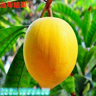 ���l���S������ �u����С�����絰�S�ϱ����Nֲ�ļ�����Y������