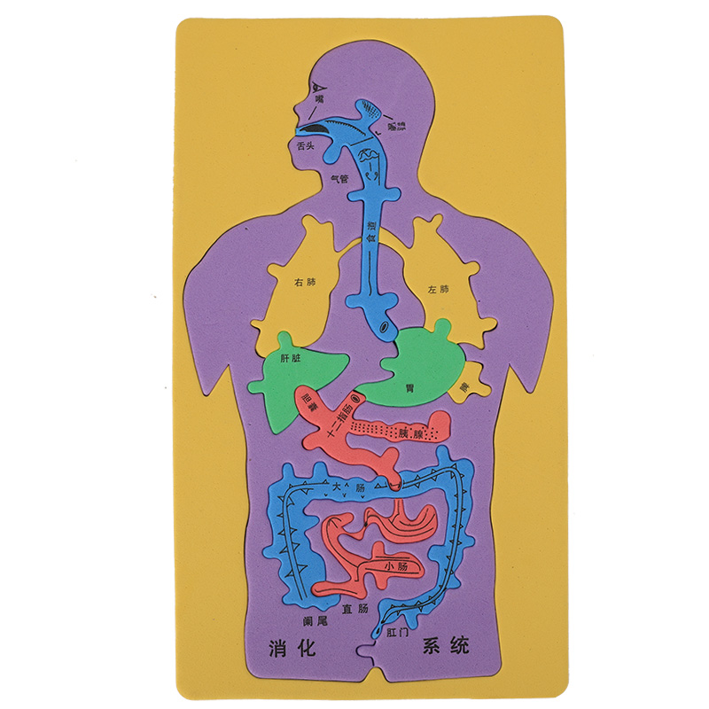 대형 DIY 인간 소화 시스템 기관 EVA 기술 소형 내부 장기 퍼즐 모델 어린이 과학 실험