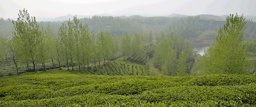 茶园风景