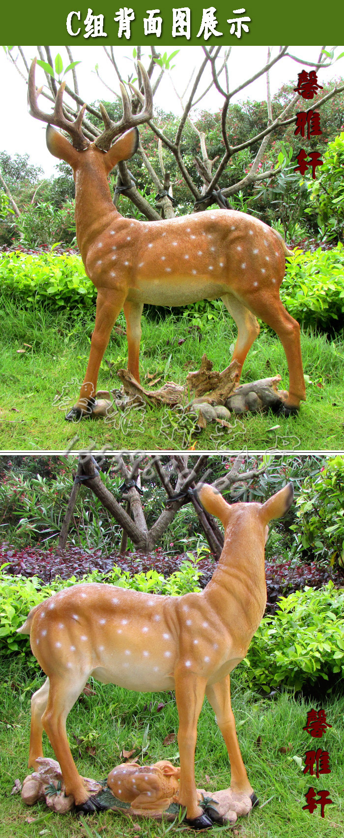 C组对鹿背面图