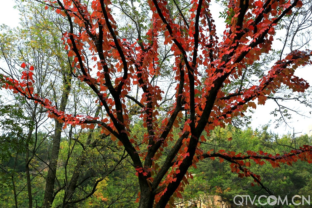 203359nz4bb0dsdh2l0phd