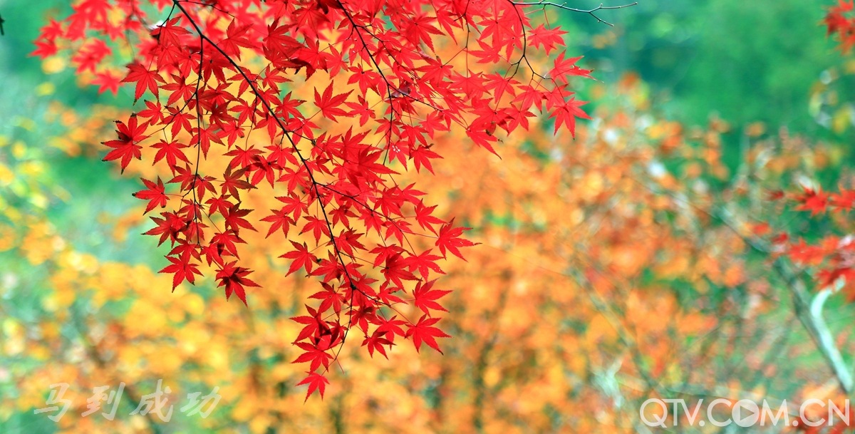 190732pmh278lf7x188njm