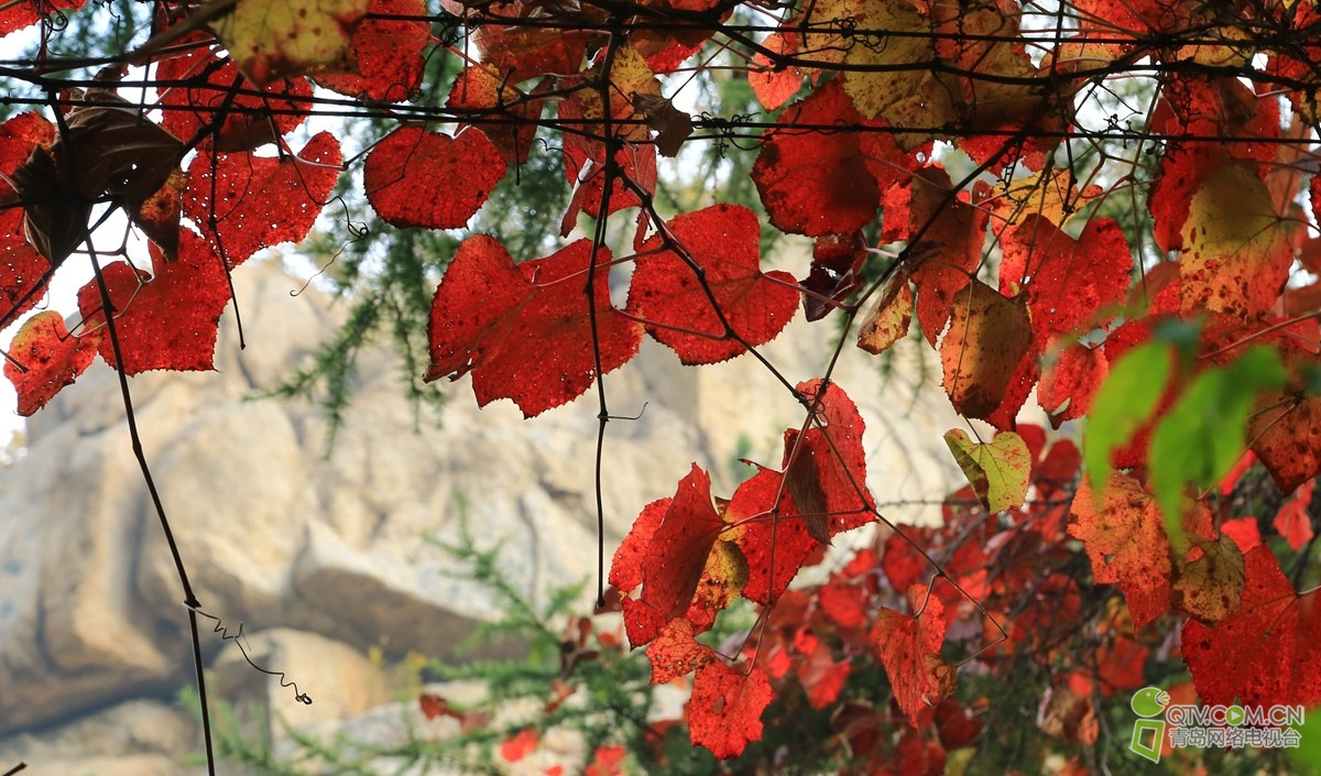 192132o5uvfvu8dvbkb4lg