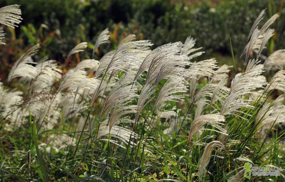 191223j99p7a9pntk494h9