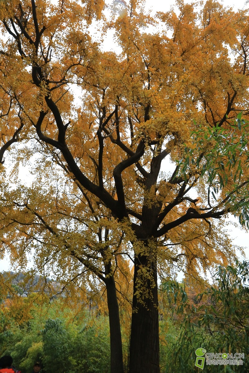 203417ydgwtrtttarnw62k