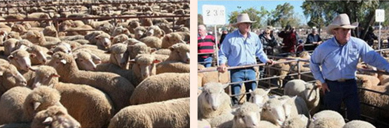 搜狗截图15年08月16日1811_6