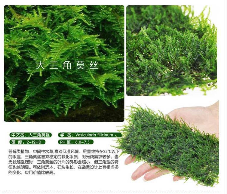 三角莫斯片描述3