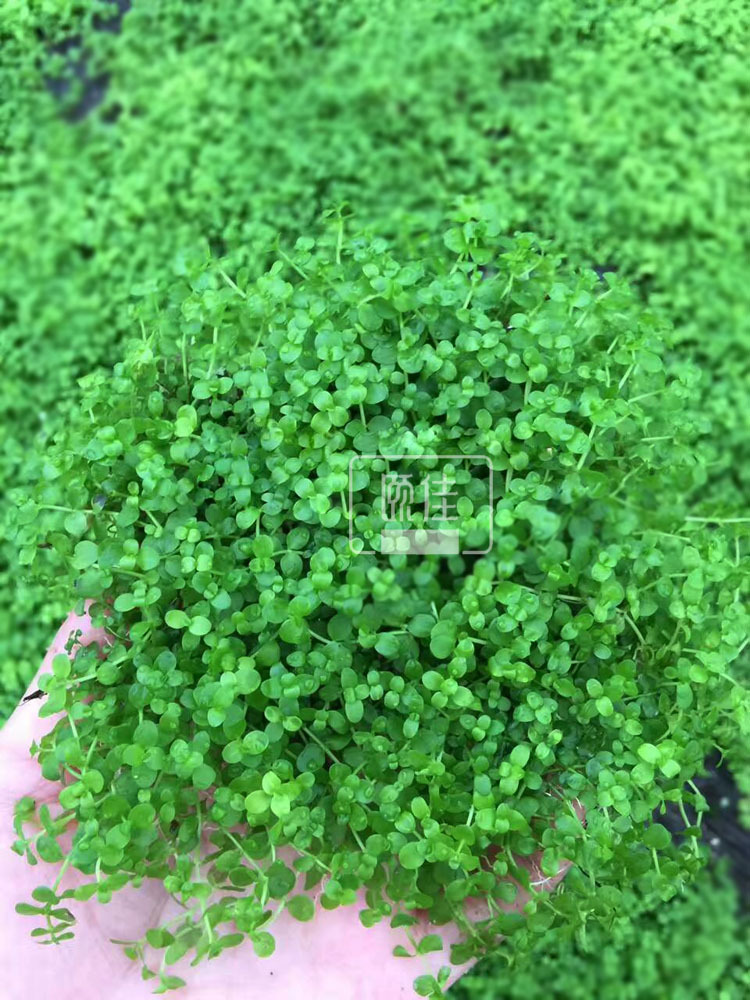 爬地矮网片描述1