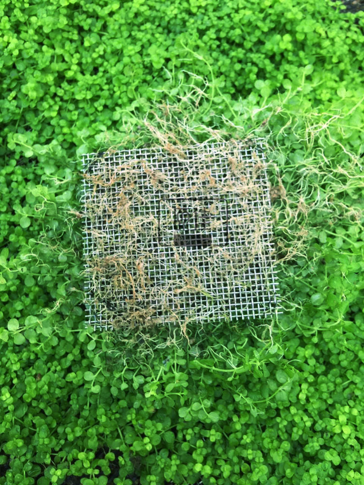 爬地矮网片描述3