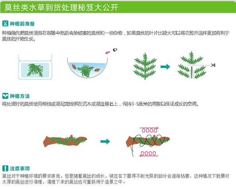 三角莫斯片描述5