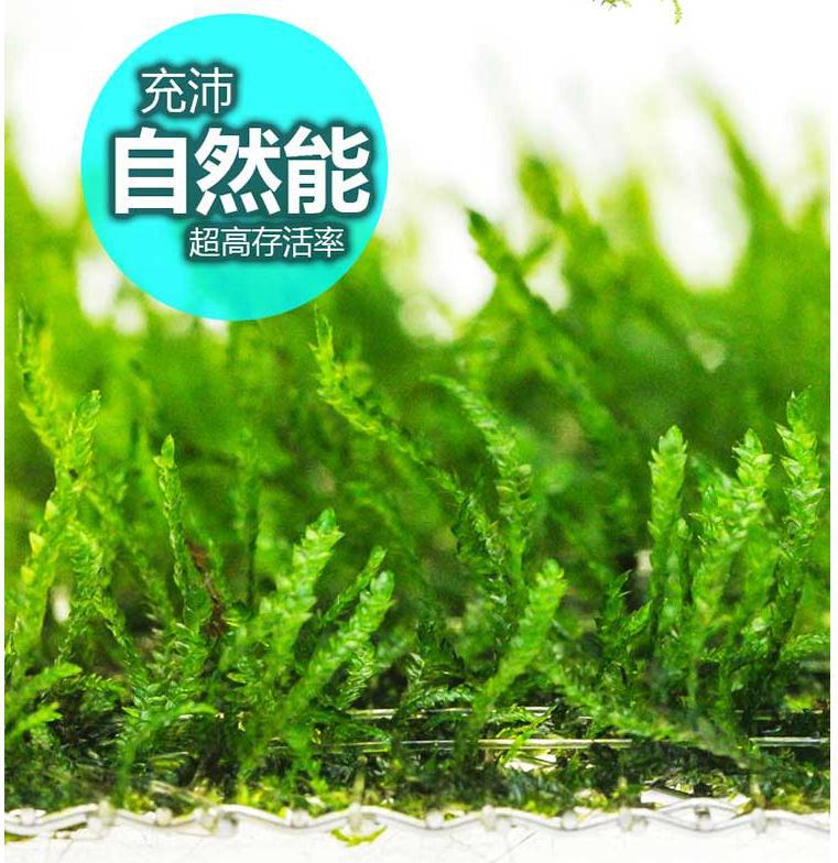 三角莫斯片描述2