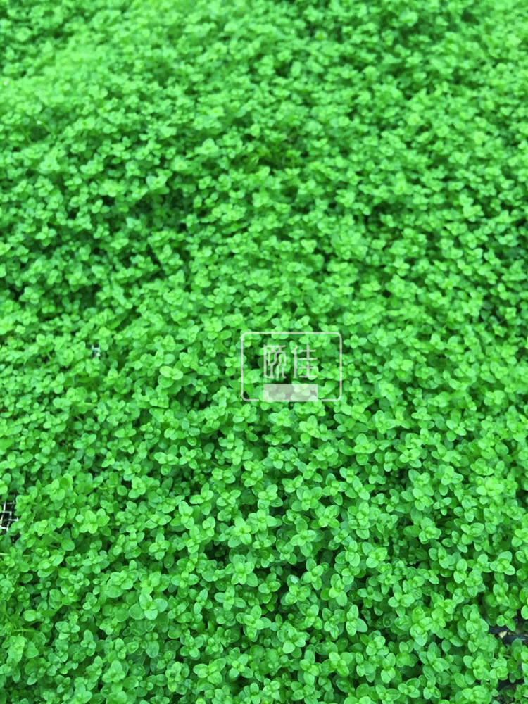 迷你矮网片描述3