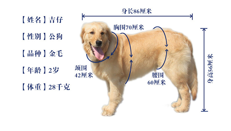A100万能宠物垫详情图_33