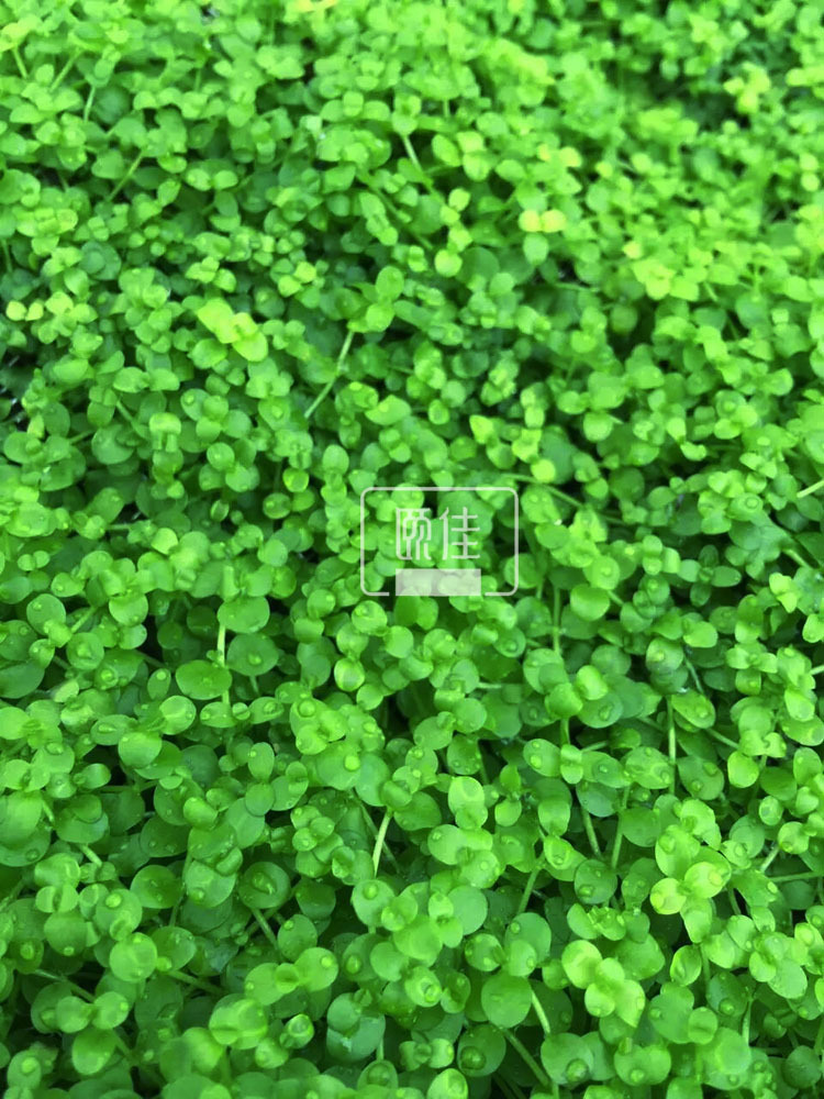 爬地矮网片描述2