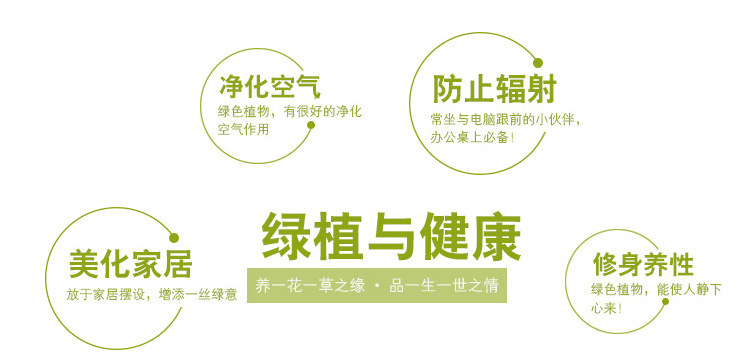绿植与健康