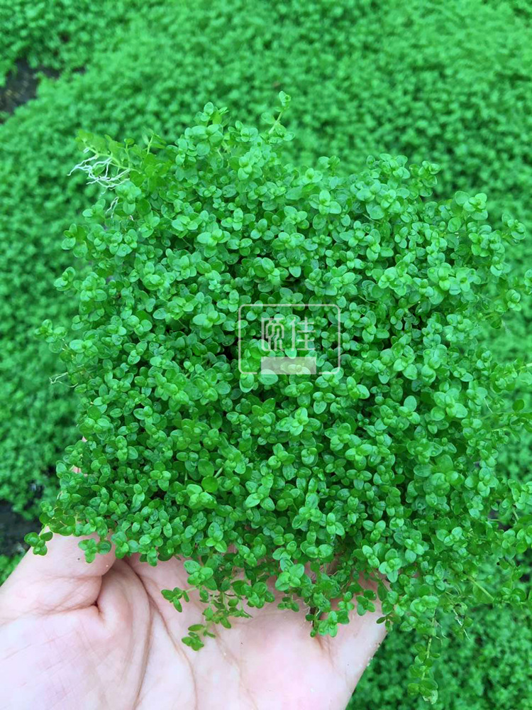 迷你矮网片描述1