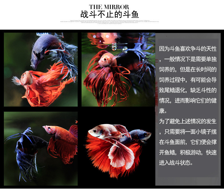 斗鱼缸_14