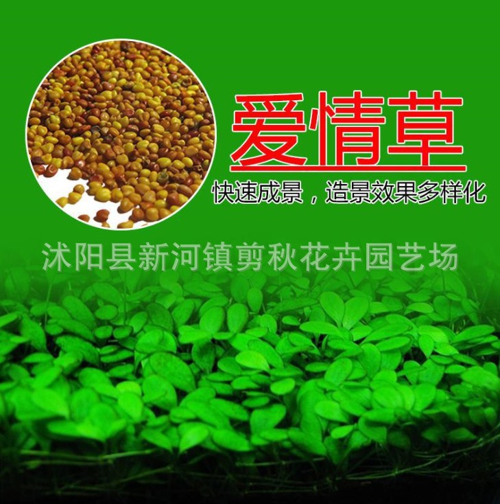 爱青草