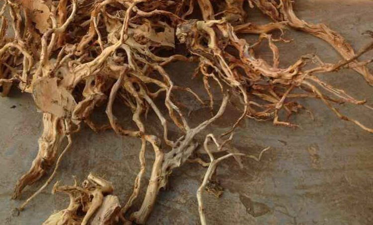 树根详情_08