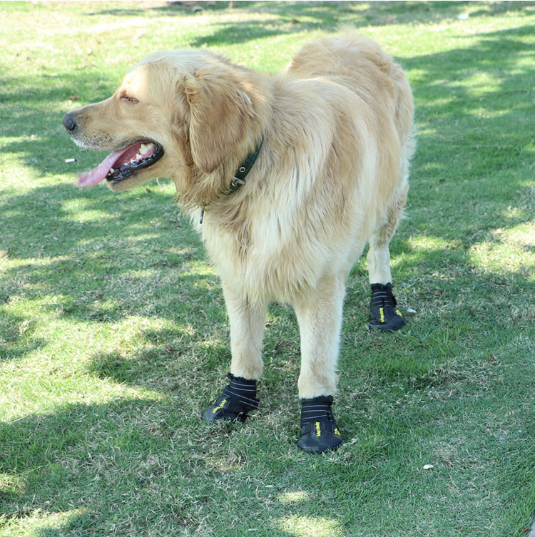 宠物鞋子新_r11_c1