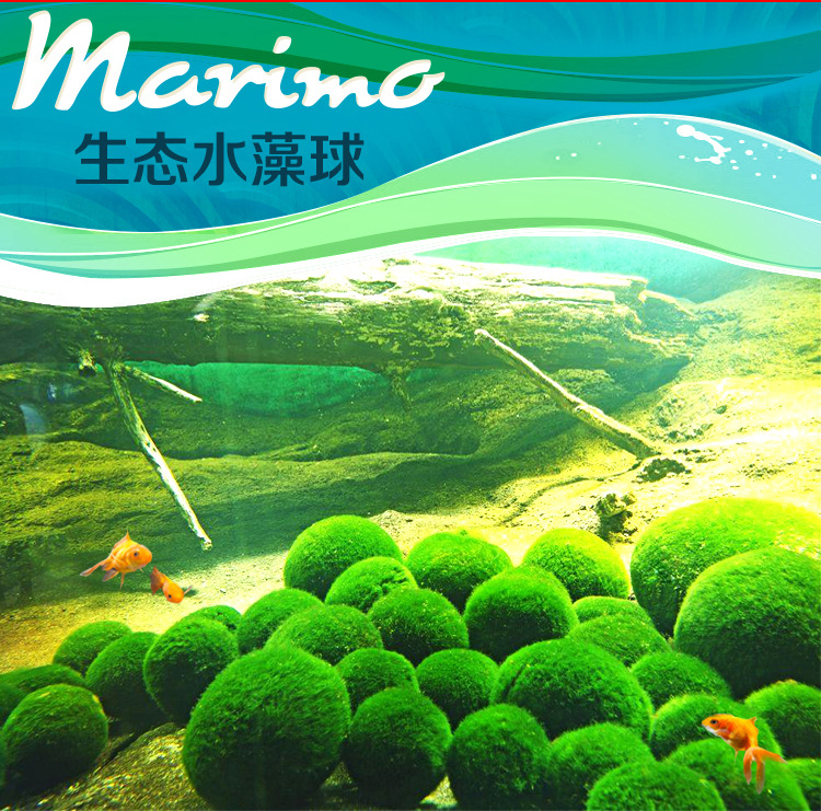 水藻球_02