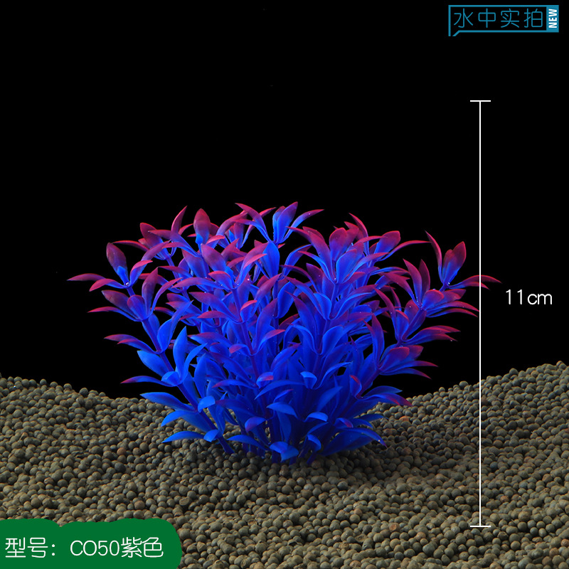 CO50紫色