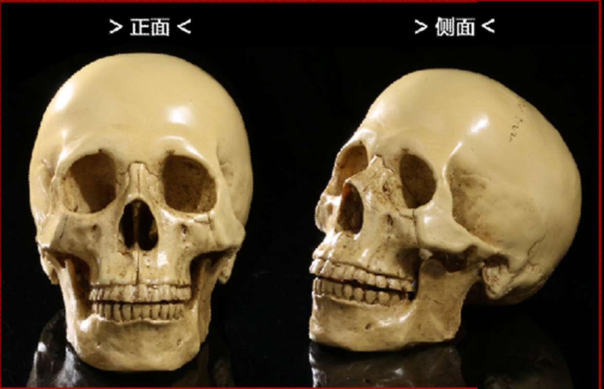 骷髅头-133 (4)_副本