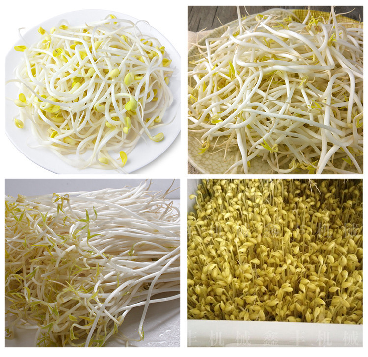 豆芽机厂家直销