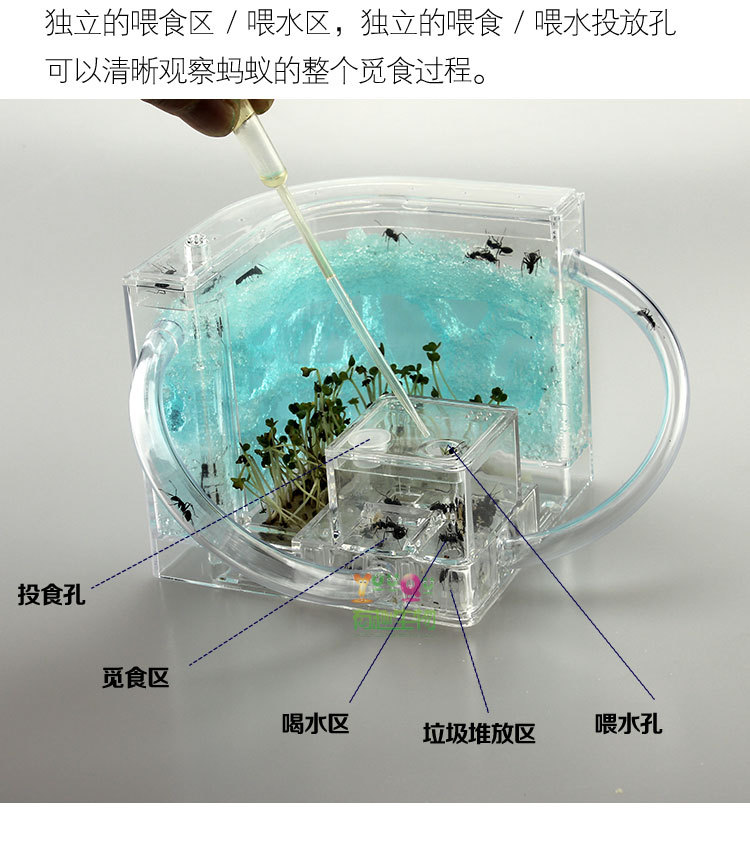 蚂蚁家园双拱桥详情描述PSD_04