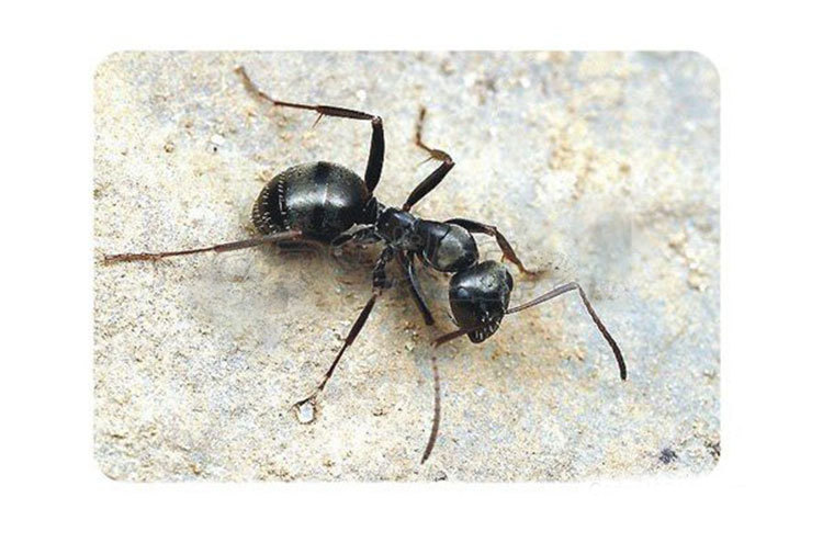 阿里蚂蚁详情_305