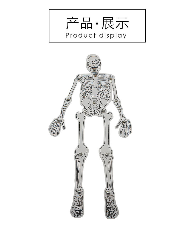 人体骨骼1_08.jpg