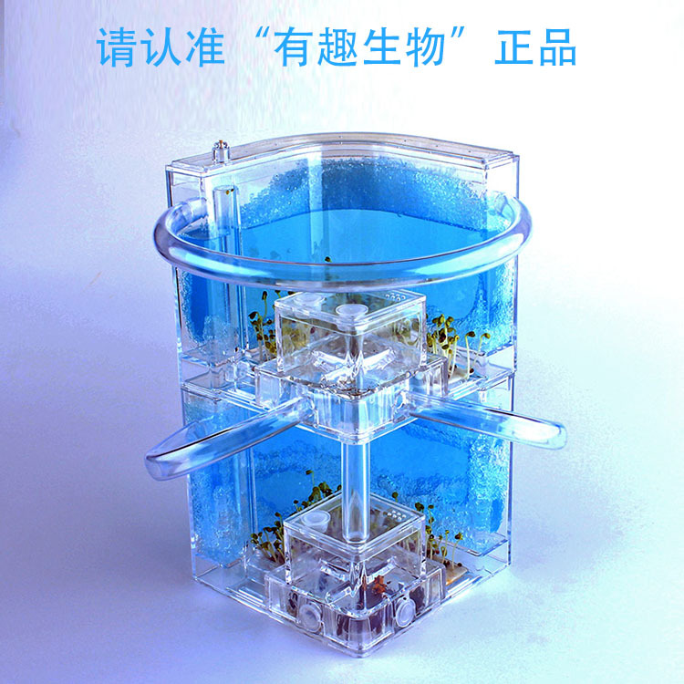 双层带红旗蓝色750