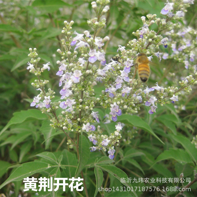 黄荆开花_.jpg