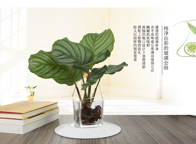 透明方缸详情_01.jpg?x-oss-process=image/format,png