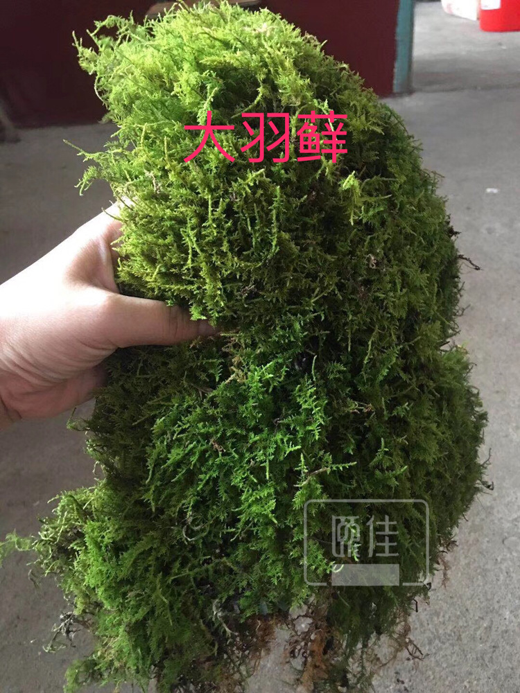 苔藓描述3