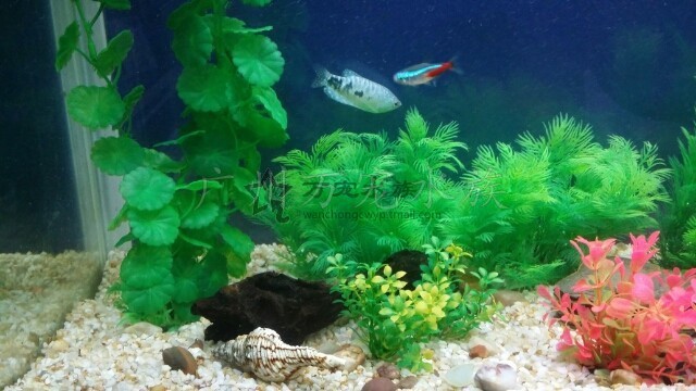 imagelock:3;k:r;s:J/x3zZmo8SxWIF8LKShyvD7nNAkN64SY0kuO8+3Jl0NWTZZZOAVHW/eWAPy4dhM6uMLWtJOBHTt81RjKi4BD4Hopzk95HPh8dvIYyrLPjShMs+vlU/qA9LuOJUKhvgRC