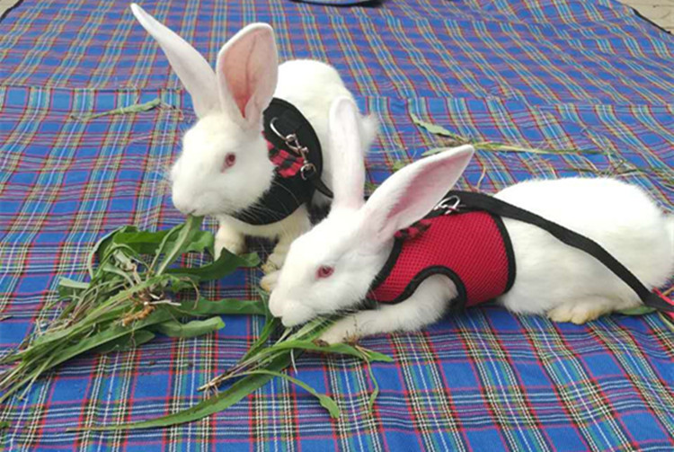 C64DC4F8B33A21F173F05DF1D8F938