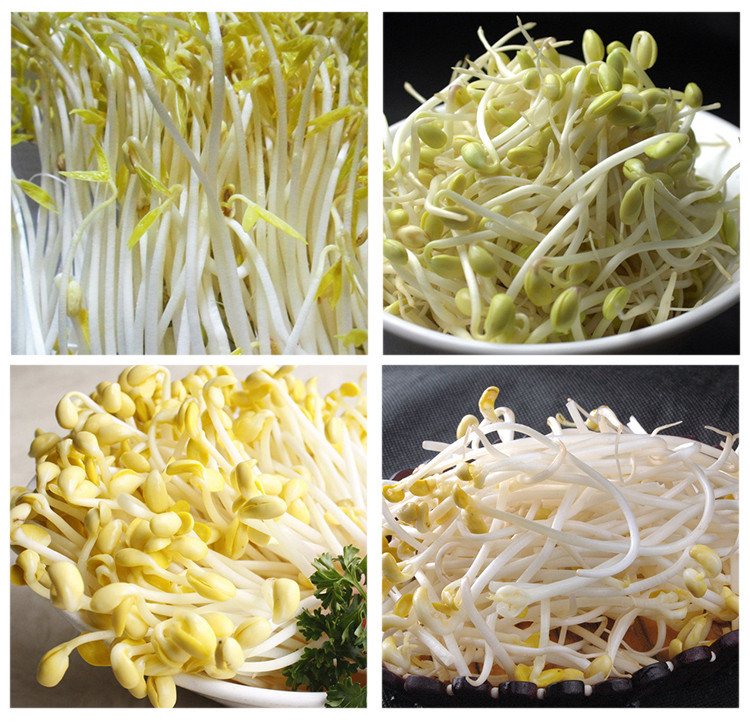 豆芽机厂家直销