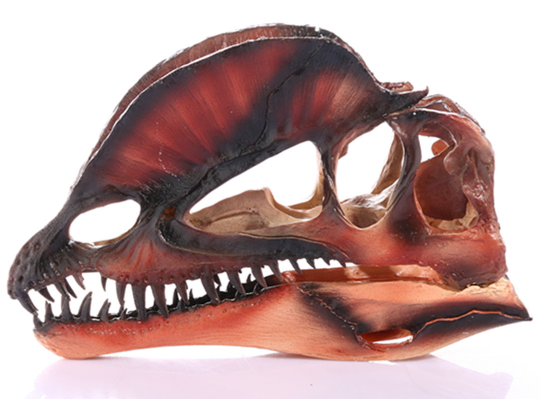 骷髅头-148 (5)